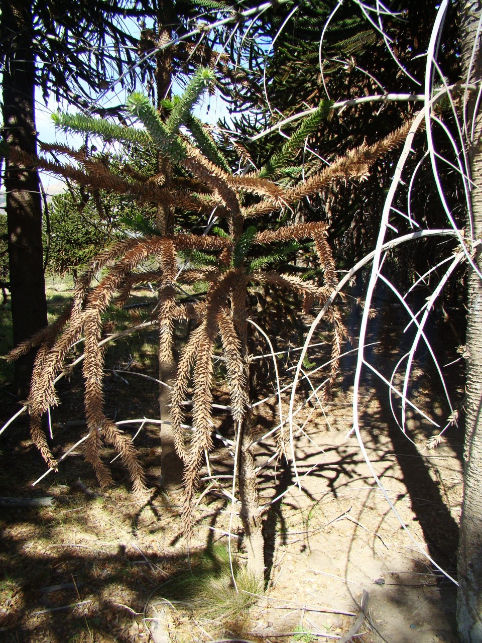 araucaria 3