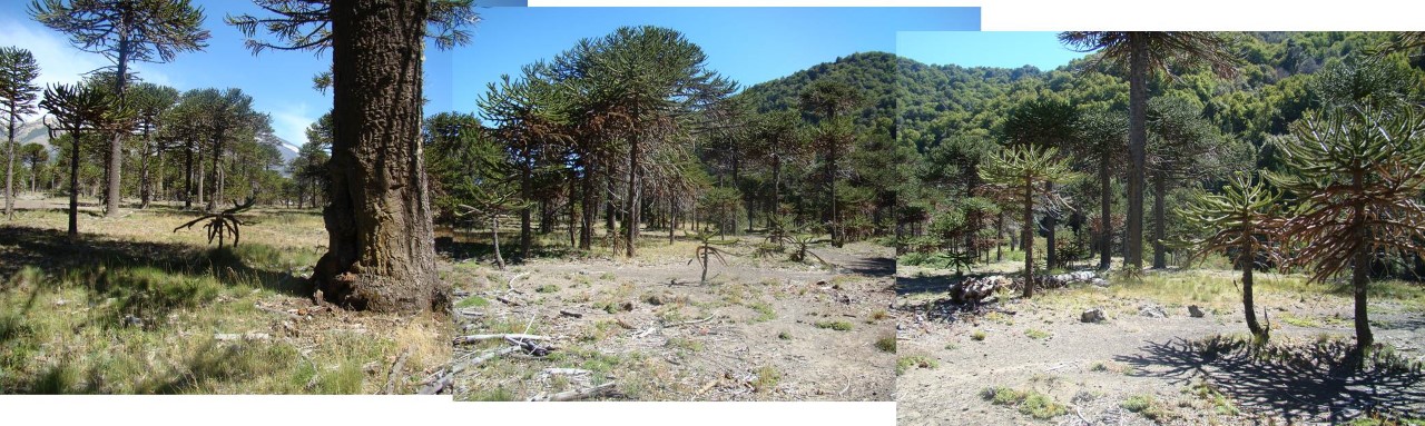 araucaria bosque