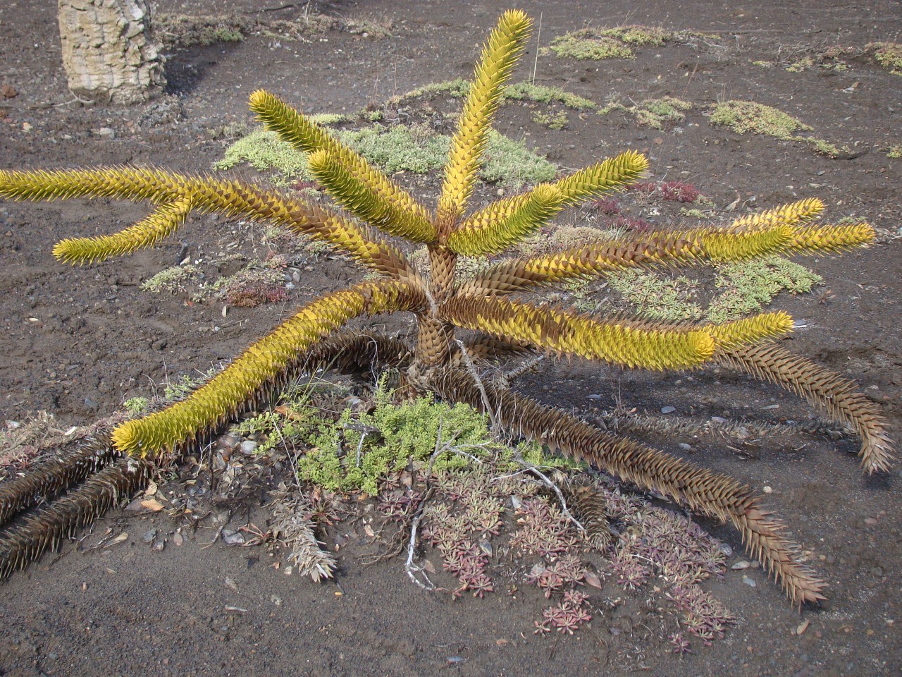 araucaria para nota 1