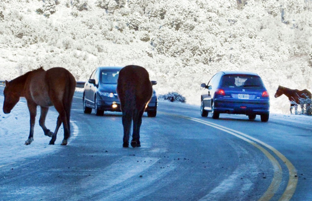camino de los siete lagos caballos