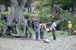 arbol