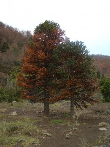 araucaria para tapa