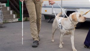 perro guia
