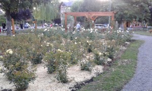 centenario la ciudad de las rosas