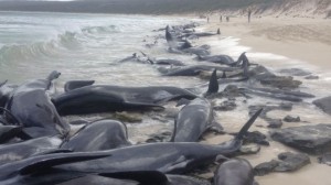 ballenas