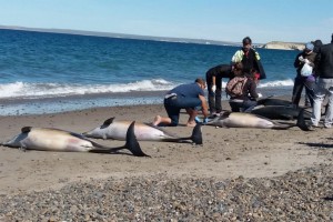 delfines credito