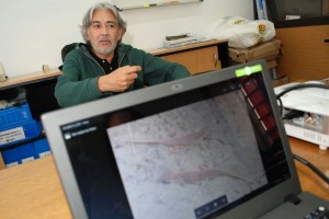 lagartija Daniel Pérez