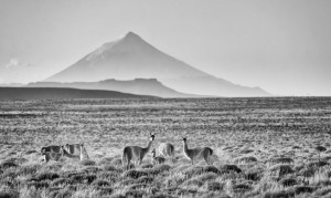 CALENDARIO PUENTES DE LUZ GUANACOS
