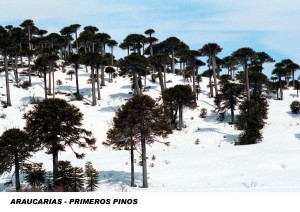 ARAUCARIAS