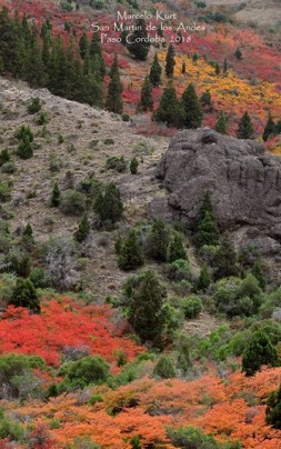bosque marcelo kurt