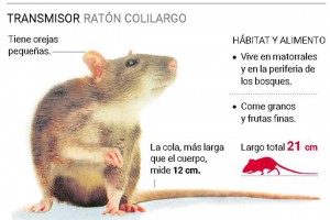 colilargo