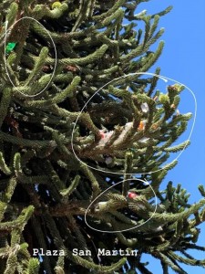 araucaria dañada
